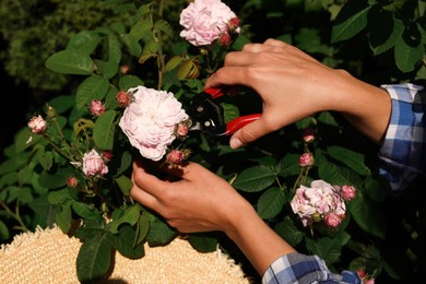 Photo of Woman pruning rose bush outdoors, closeup view