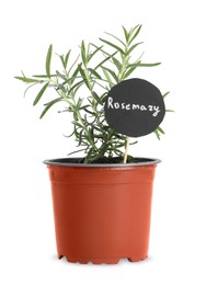 Photo of Aromatic green potted rosemary isolated on white