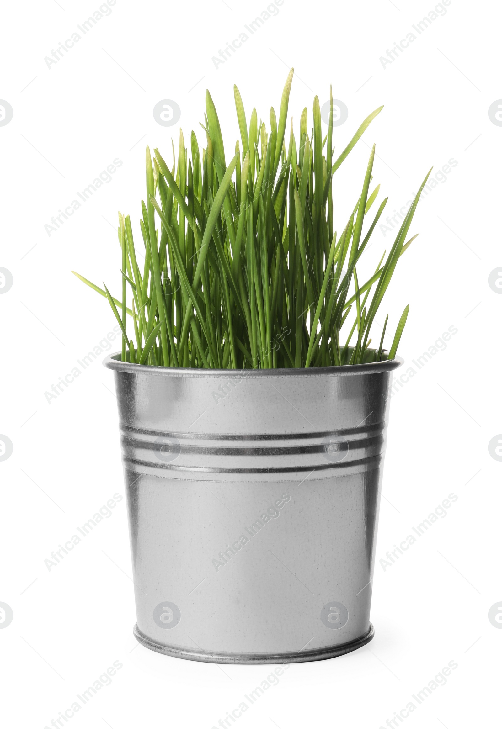 Photo of Potted fresh wheat grass isolated on white