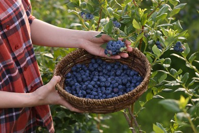 Photo of Woman with wicker basket picking up wild blueberries outdoors, closeup. Seasonal berries