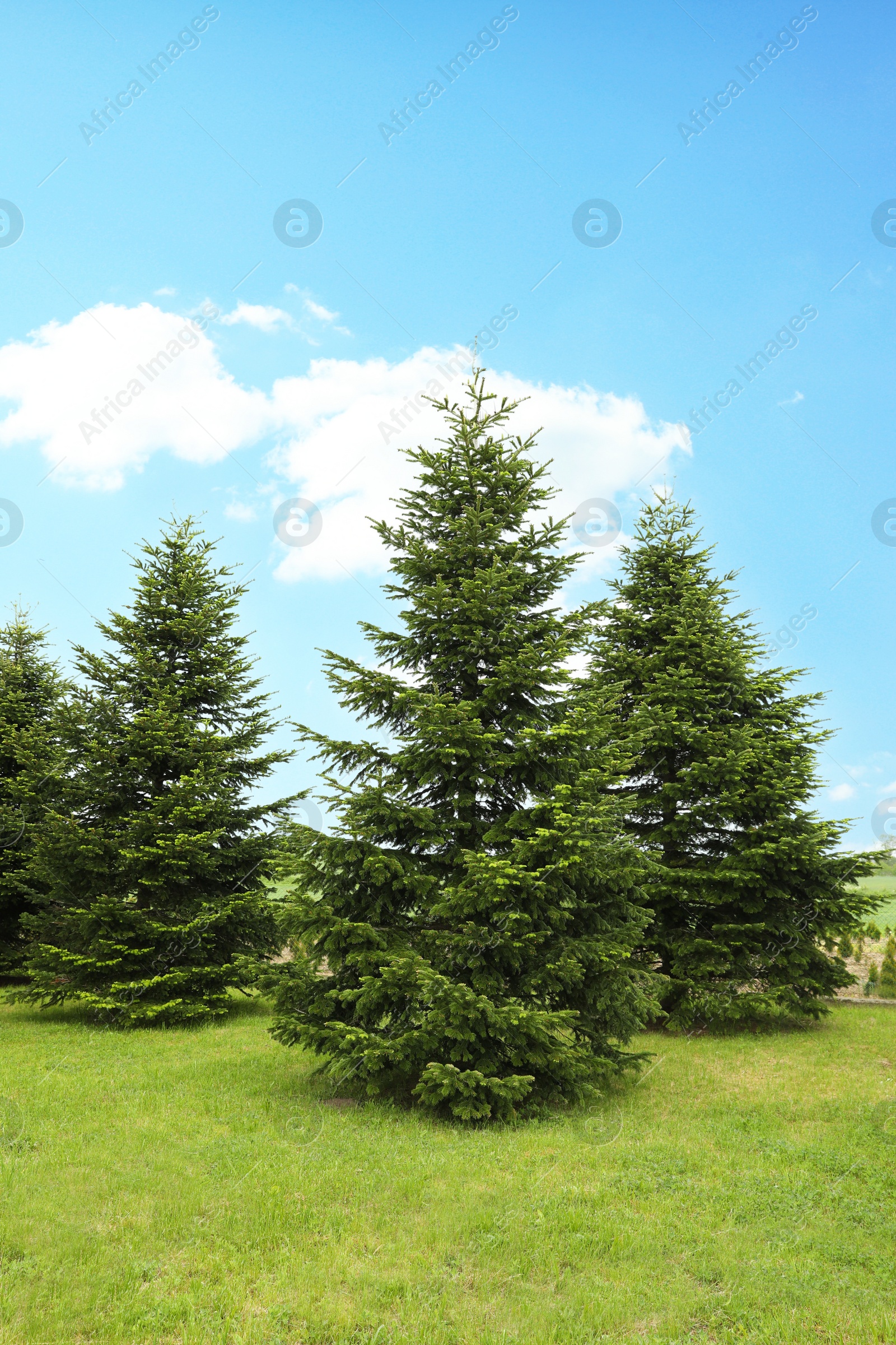 Photo of Beautiful fir trees growing in the garden on sunny day