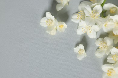 Photo of Beautiful jasmine flowers on grey background. Space for text