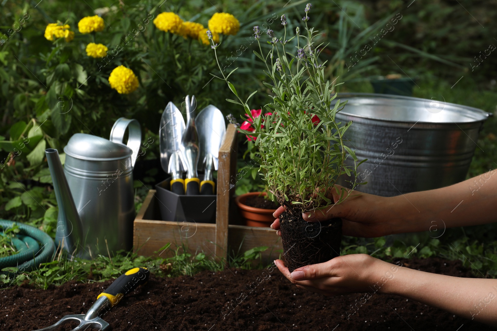 Photo of Woman holding beautiful lavender flower over soil in garden, closeup