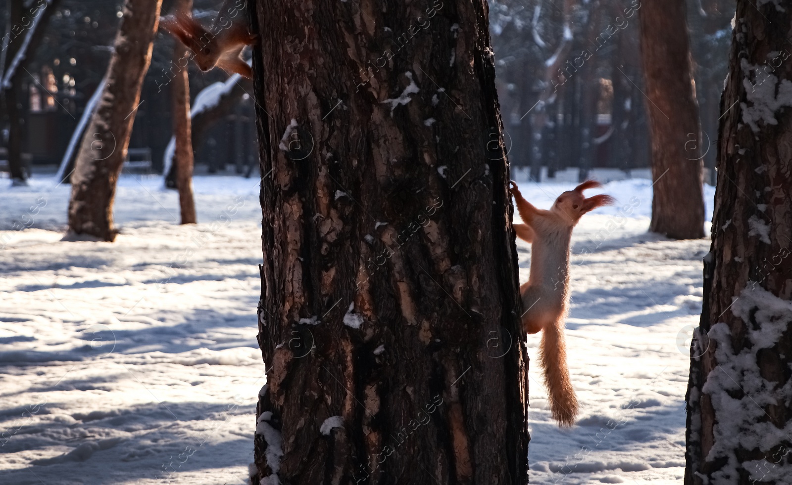 Photo of Cute squirrels on pine tree in winter forest