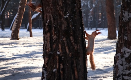 Cute squirrels on pine tree in winter forest