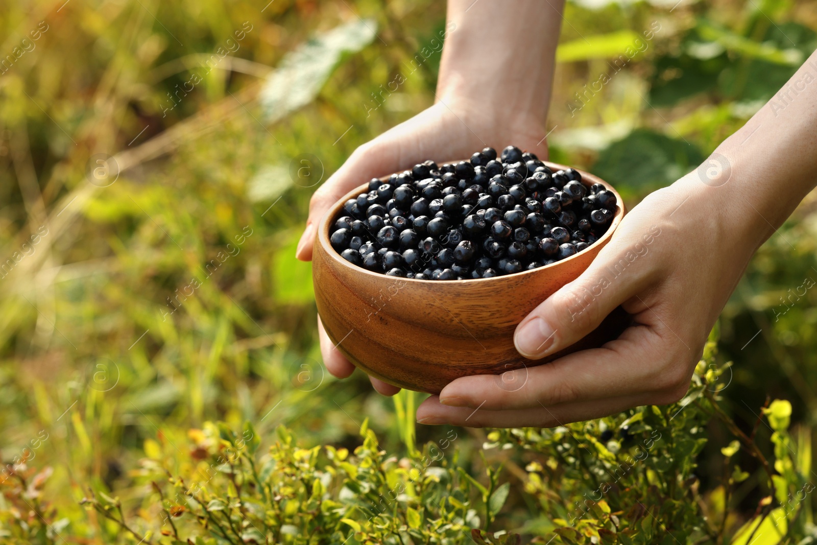 Photo of Woman holding wooden bowl of bilberries outdoors, closeup. Space for text