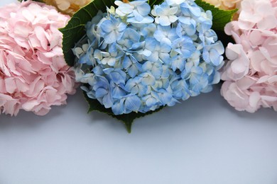 Photo of Beautiful hydrangea flowers on gray background, closeup. Space for text