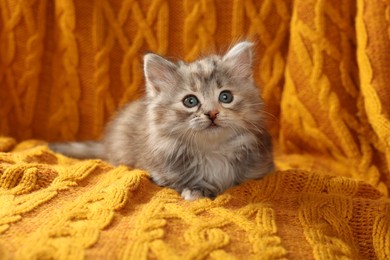 Cute kitten on orange knitted blanket. Baby animal