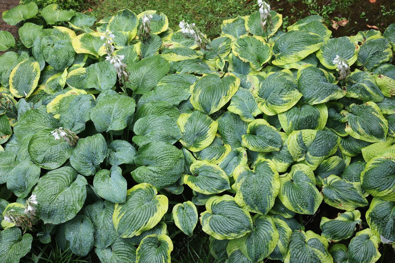 Photo of Beautiful green hostas growing outdoors, above view