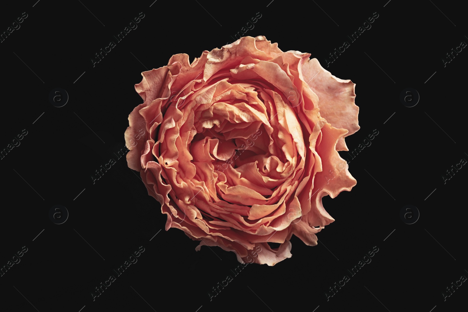 Photo of Beautiful rose on black background. Floral card design with dark vintage effect