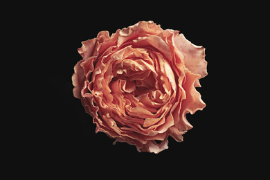 Beautiful rose on black background. Floral card design with dark vintage effect