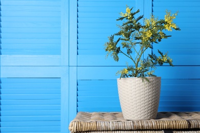 Photo of Beautiful mimosa plant in pot on wicker table near blue wall, space for text