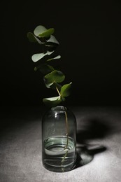Photo of Glass vase with eucalyptus branch in darkness