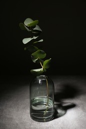 Glass vase with eucalyptus branch in darkness