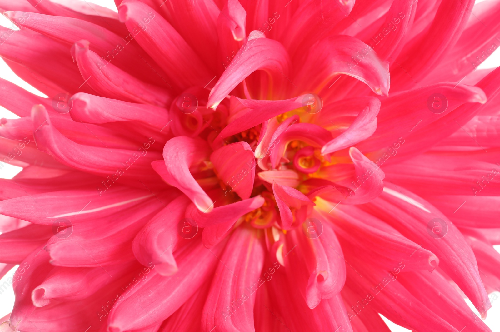 Photo of Beautiful pink dahlia flower as background, closeup