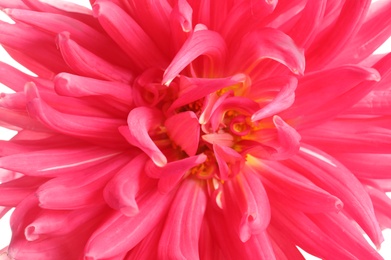 Beautiful pink dahlia flower as background, closeup