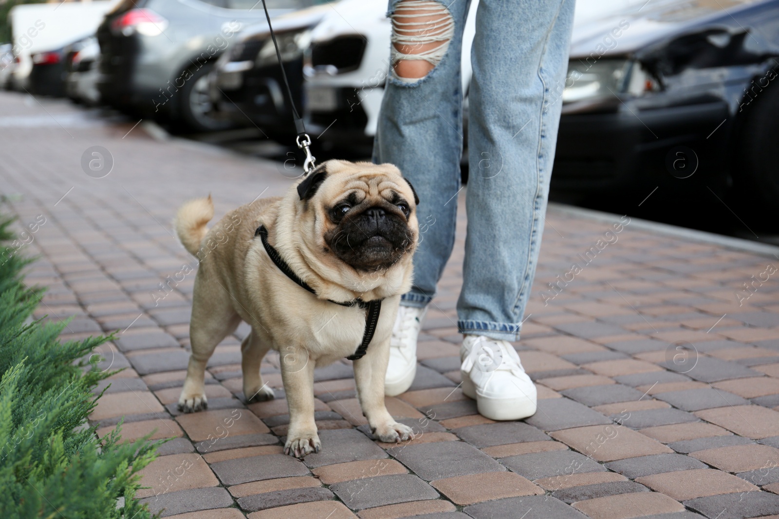 Photo of Woman walking with her cute pug outdoors, closeup