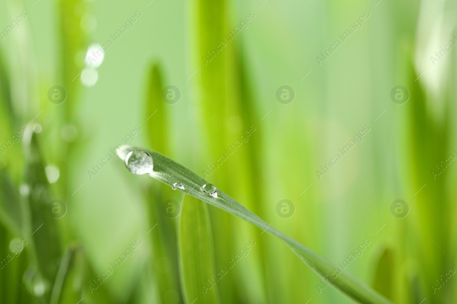 Photo of Water drops on grass blade against blurred background, closeup