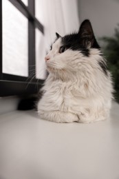 Photo of Cute cat relaxing on window sill at home. Lovely pet