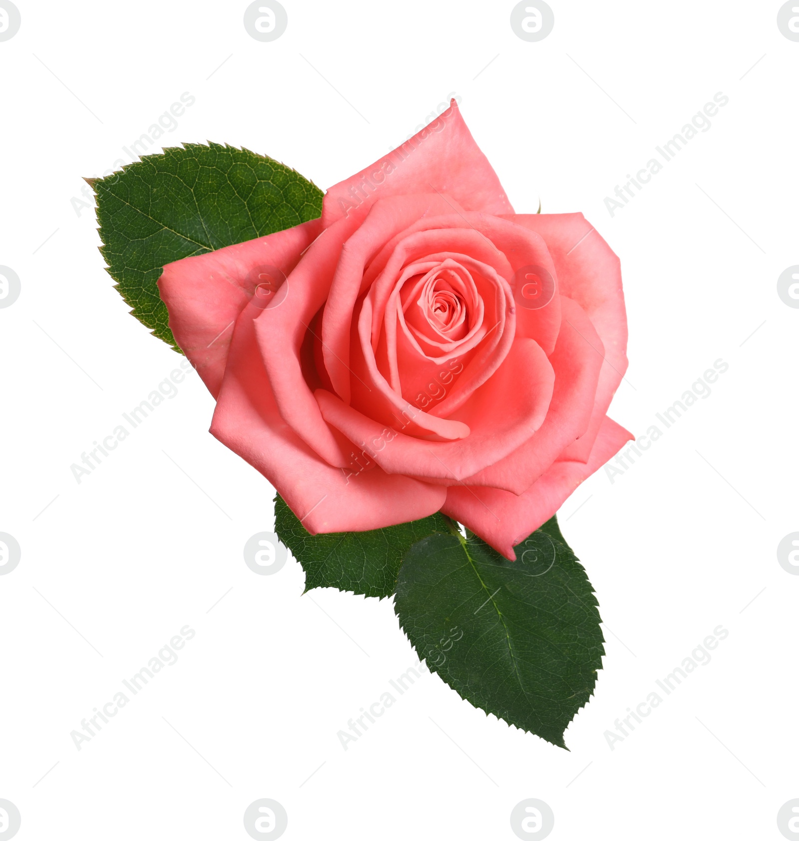 Photo of Beautiful blooming pink rose on white background, top view