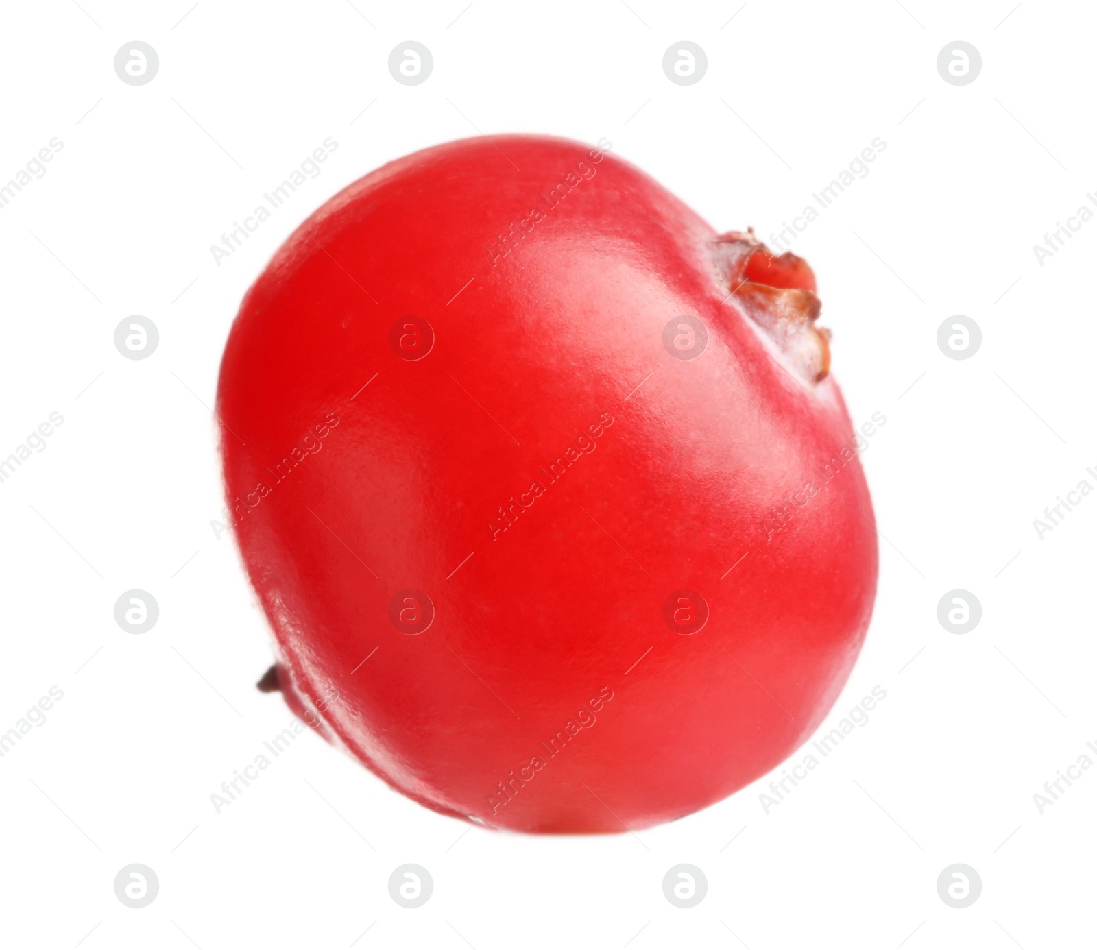 Photo of One fresh ripe cranberry isolated on white