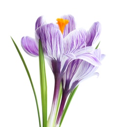 Photo of Beautiful spring crocus flowers on white background