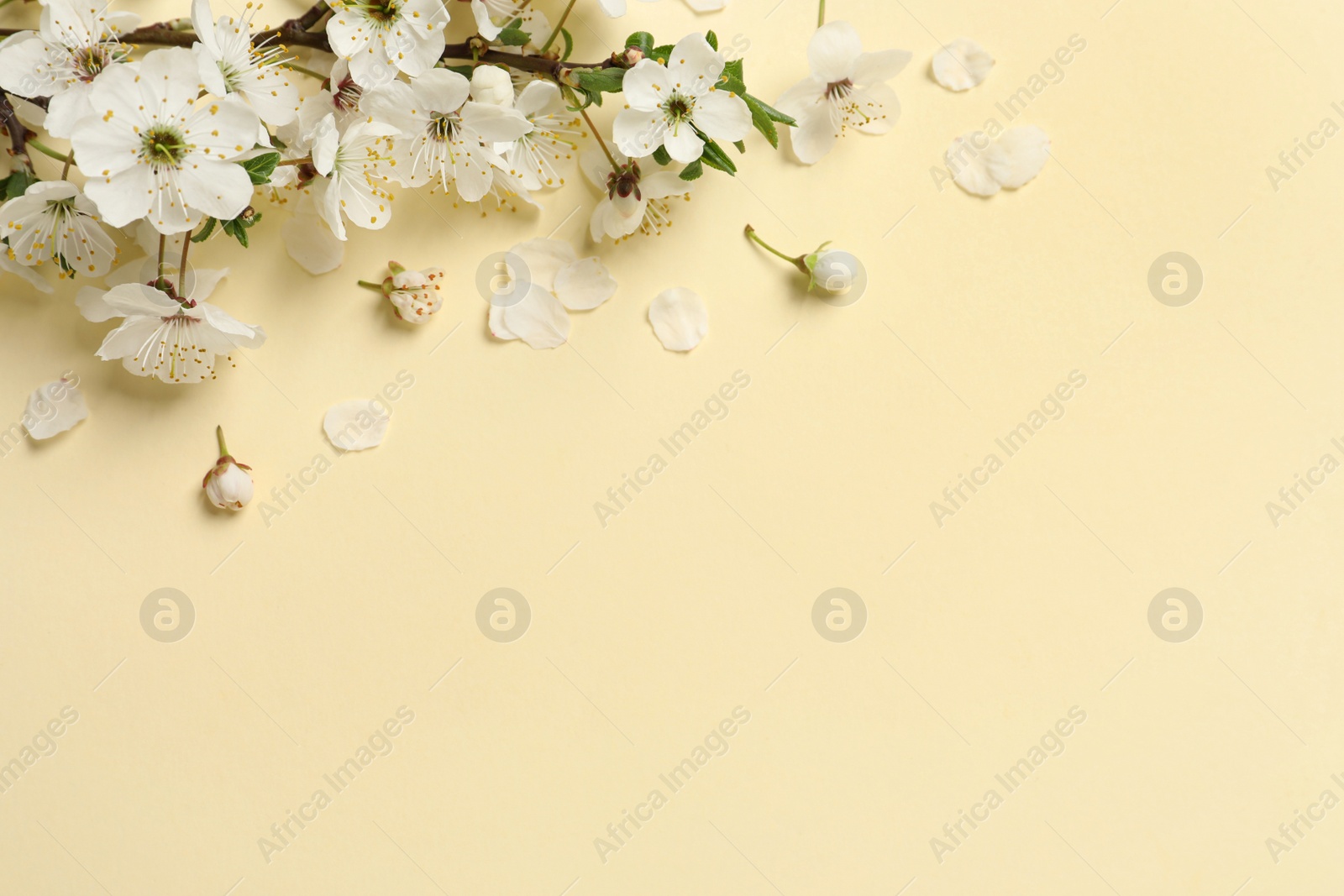 Photo of Blossoming spring tree branch as border on beige background, flat lay. Space for text