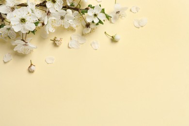 Blossoming spring tree branch as border on beige background, flat lay. Space for text