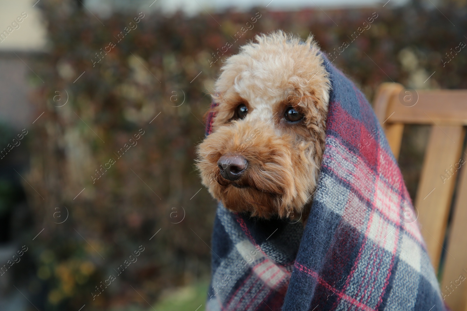 Photo of Cute fluffy dog wrapped in blanket outdoors. Space for text