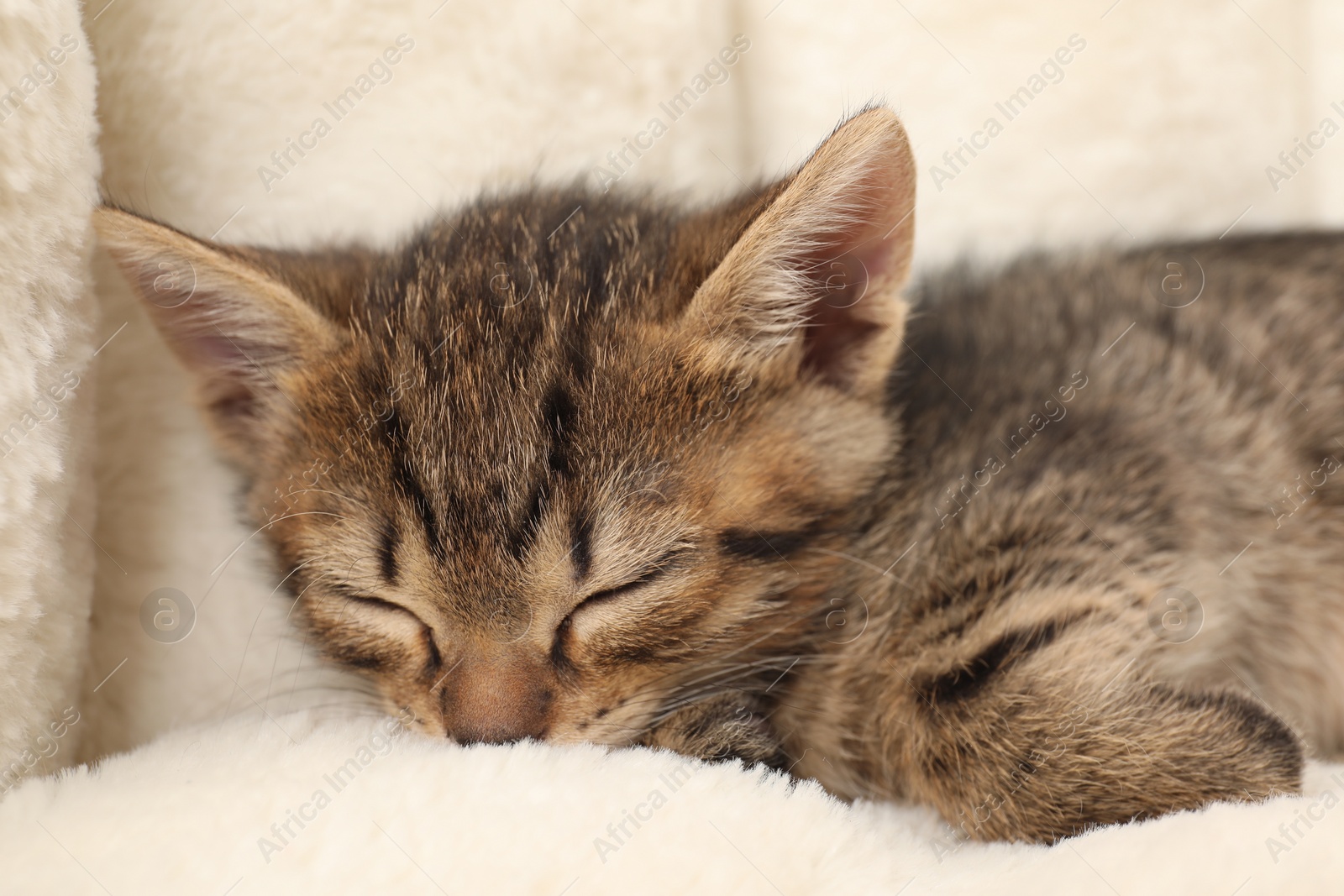 Photo of Cute fluffy kitten sleeping on pet bed. Baby animal