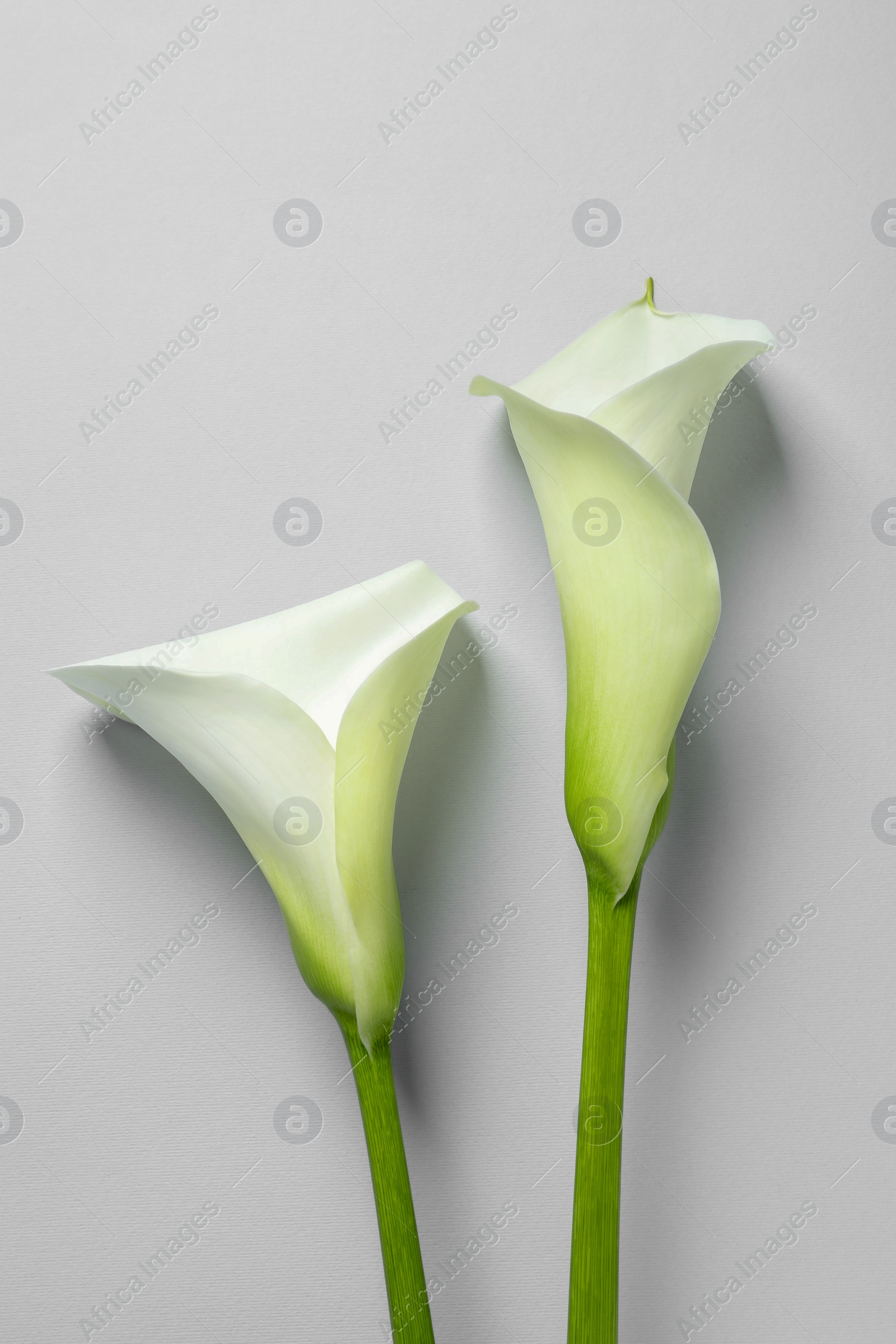 Photo of Beautiful calla lily flowers on white background, flat lay