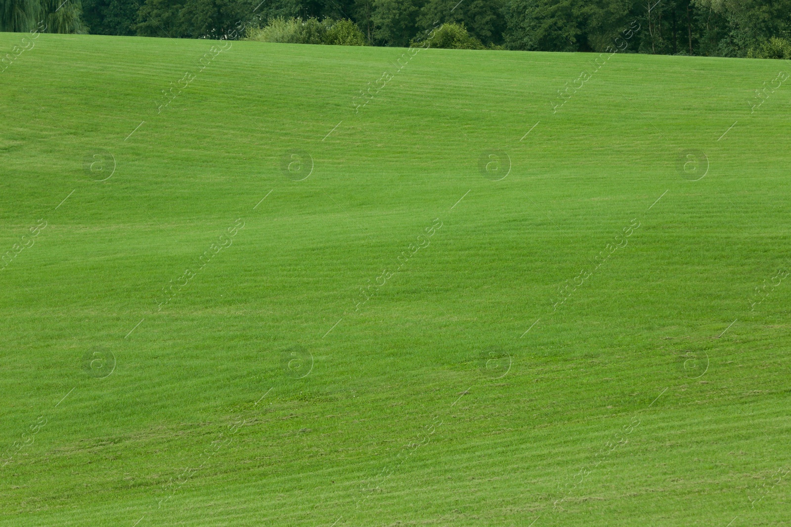 Photo of Beautiful lawn with bright green grass outdoors