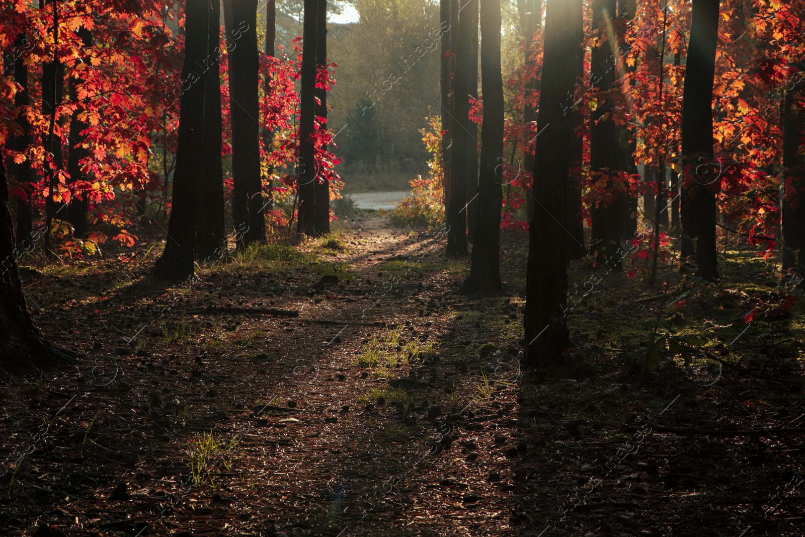 Photo of Picturesque view of forest with trees on sunny day. Autumn season