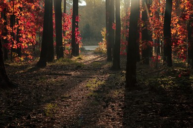 Picturesque view of forest with trees on sunny day. Autumn season