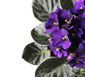 Photo of Beautiful violet flowers on light grey background, space for text. Delicate house plant