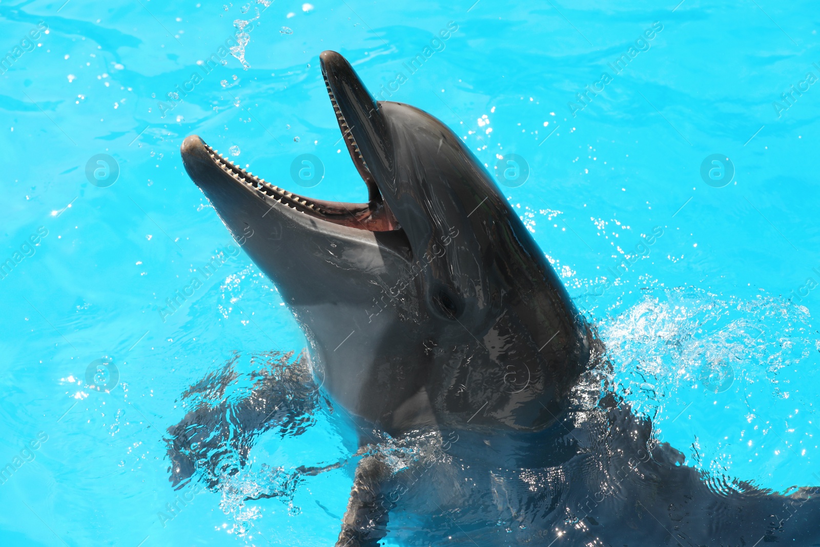 Photo of Dolphin swimming in pool at marine mammal park