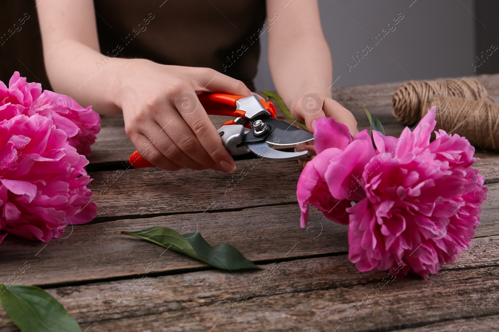 Photo of Woman trimming beautiful pink peonies with secateurs at wooden table, closeup