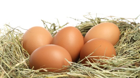 Photo of Chicken eggs in nest isolated on white