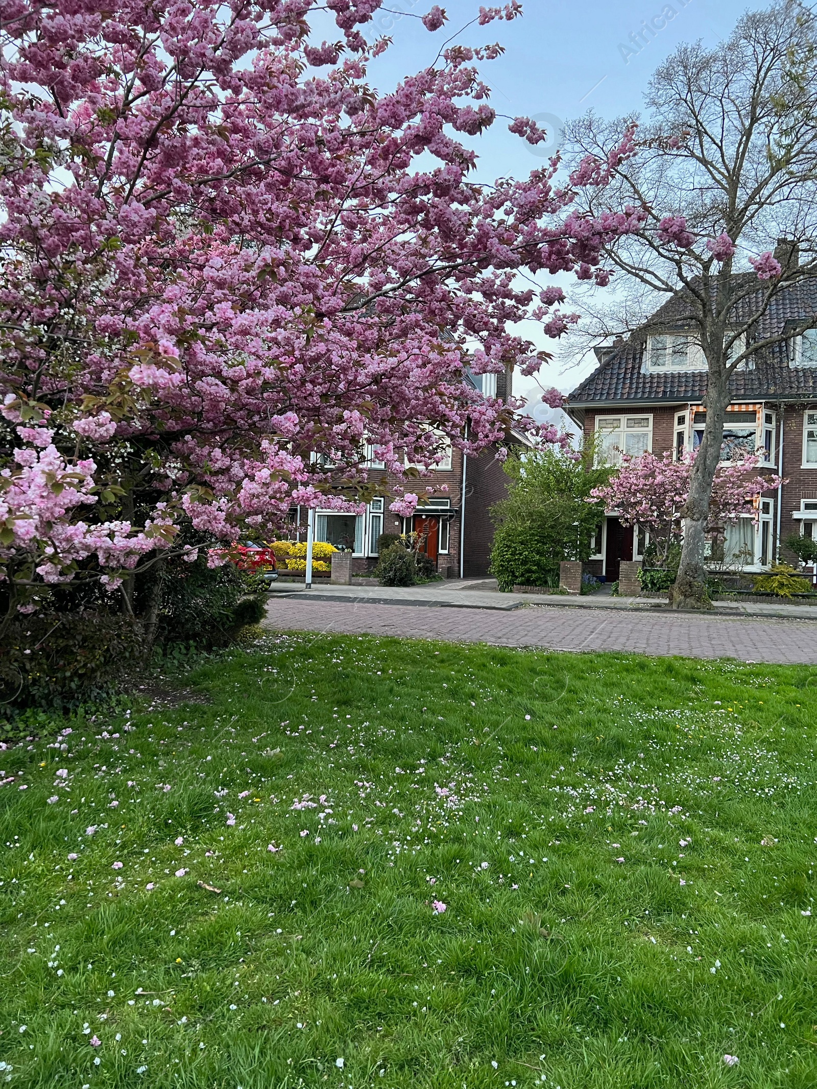 Photo of Blooming trees and private buildings on spring day