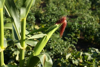 Ripe corn cob in field on sunny day, closeup. Space for text