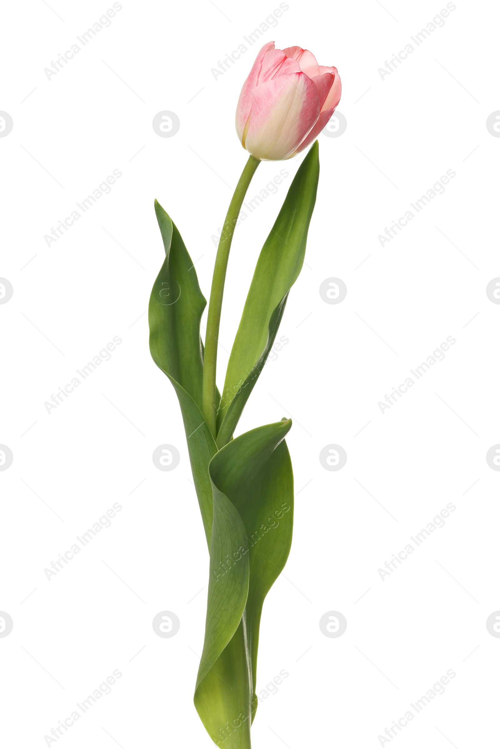 Photo of Beautiful pink tulip flower isolated on white