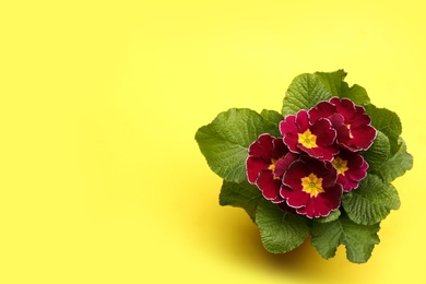 Photo of Beautiful primula (primrose) plants with red flowers on yellow background, top view and space for text. Spring blossom