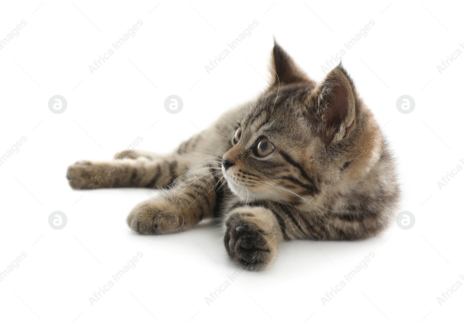 Photo of Cute tabby kitten on white background. Baby animal