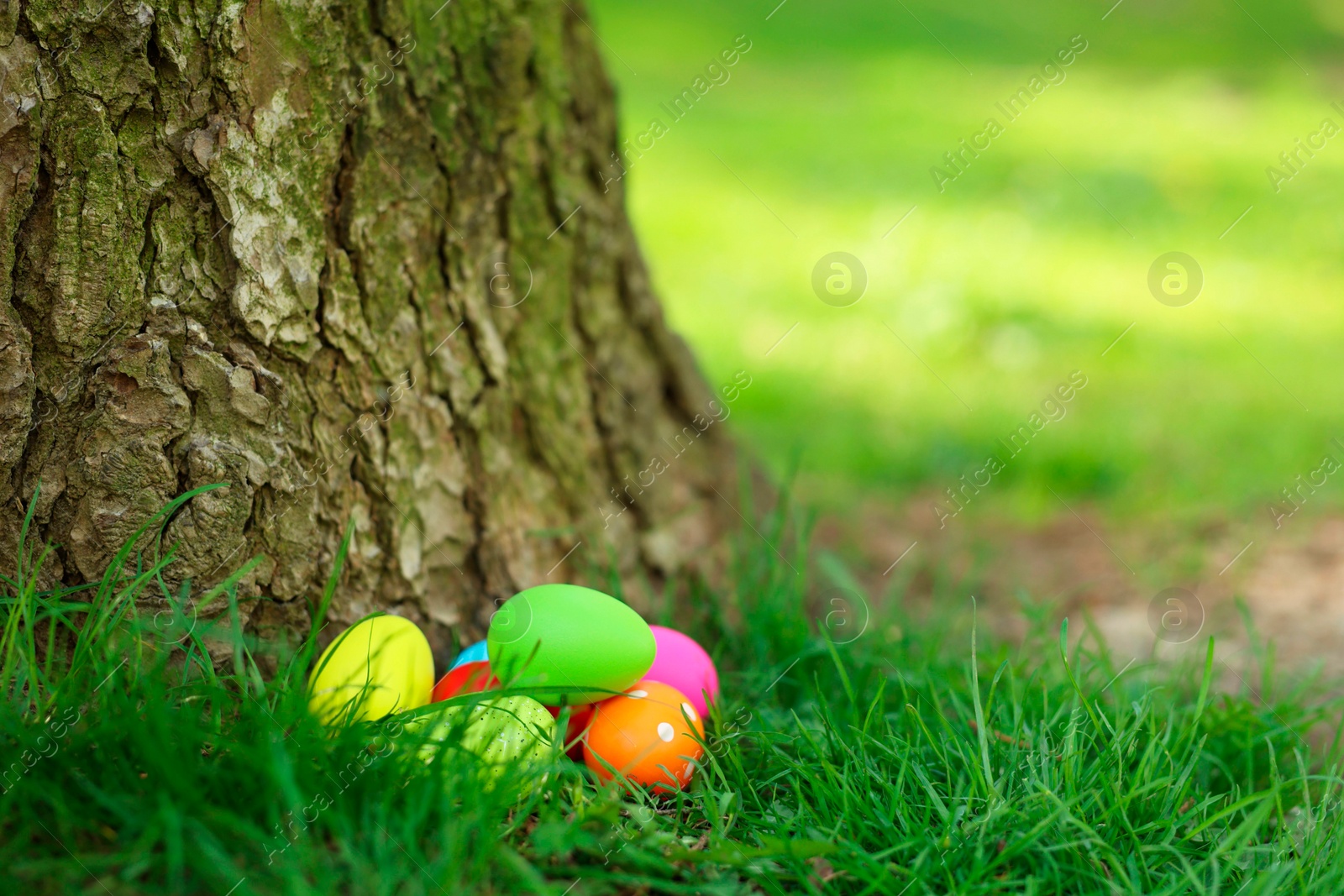 Photo of Easter celebration. Painted eggs on green grass, space for text