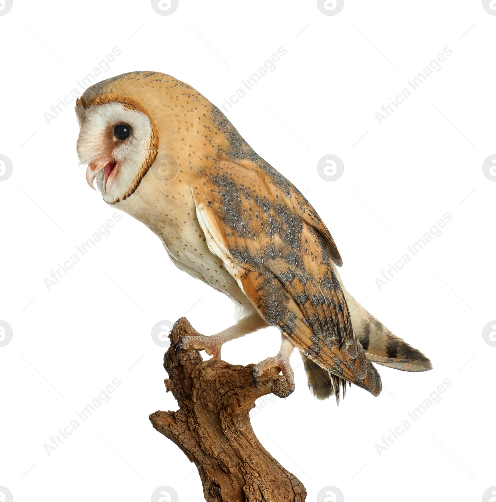 Photo of Beautiful common barn owl on twig against background