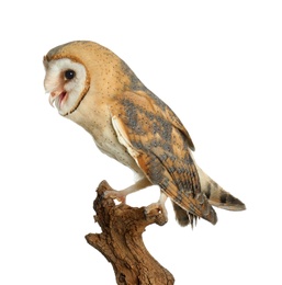 Photo of Beautiful common barn owl on twig against background