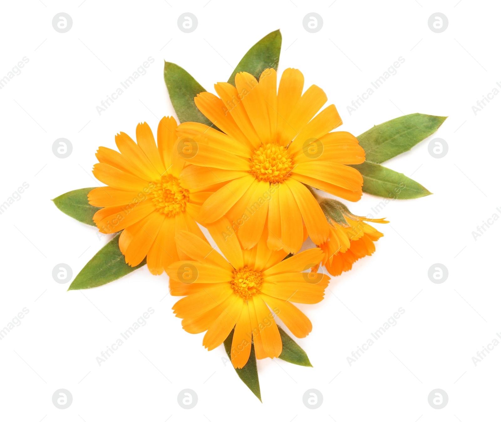 Photo of Beautiful calendula flowers with green leaves on white background, top view