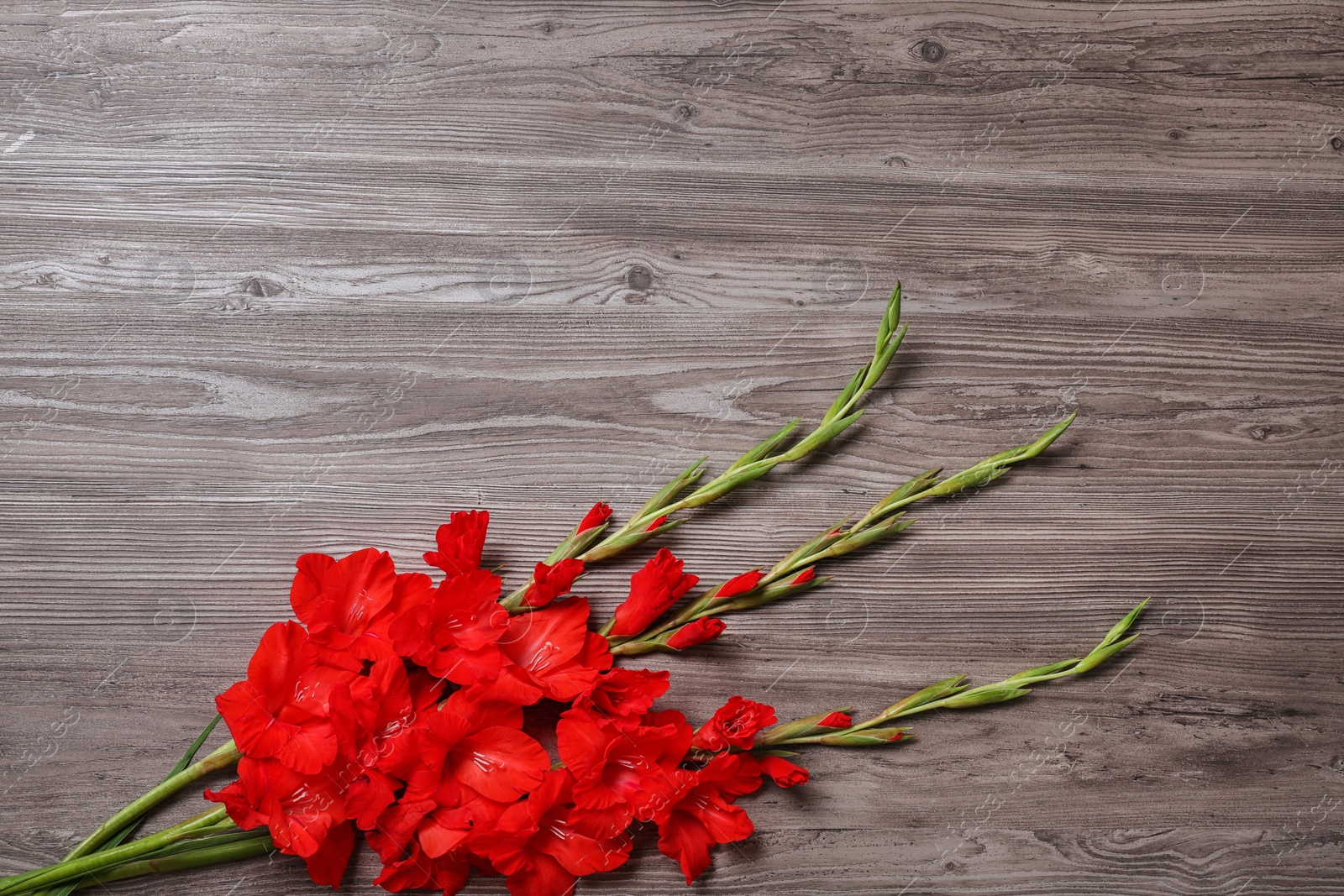 Photo of Flat lay composition with beautiful gladiolus flowers on wooden background. Space for text