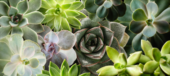 Different beautiful succulents as background, top view. Banner design