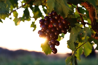 Photo of Fresh ripe juicy grapes growing in vineyard